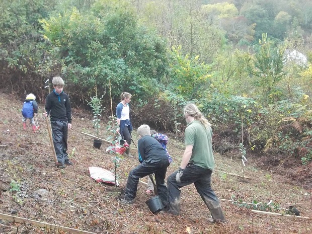 Apple orchard planting 4